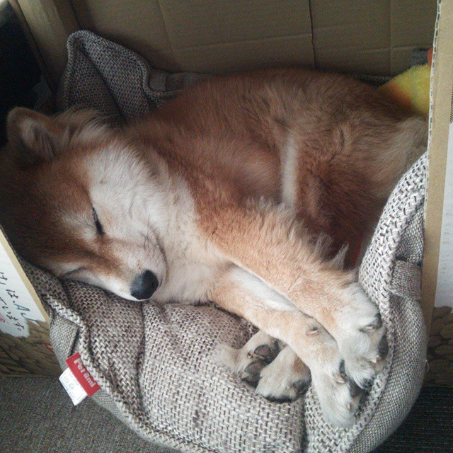 东南亚拳王赛开打,中国选手上演绝地反击,东南亚拳头官网